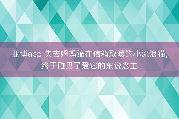 亚博app 失去姆妈缩在信箱取暖的小流浪猫，终于碰见了爱它的东说念主